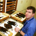 Kristofer Helgen in the Natural History Museum with several bat specimens on trays