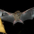 Jamacian fruit-eating bat (Artibeus jamaicensis)