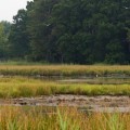 marsh1