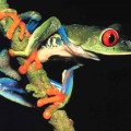 Photo: A male red-eyed tree frog (Photos and video by Karen Warkentin)