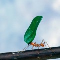 leafcutter ant, Smithsonian Tropical Research Institute
