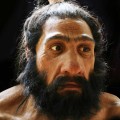 homo_neanderthalensis