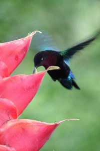 male ptc at heliconia caribaea by Ethen Temeles