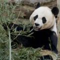 Mei Xiang, Smithsonian's National Zoological Park