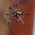 Nephila_spider, Smithsonian Tropical Research Institute, orb-web spider