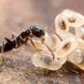 Tapinoma sessile, the odorous house ant, with larvae.