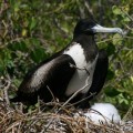 close-up of a frigate bird on nest