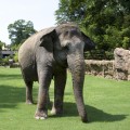 Asian Elephant