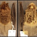 bat specimens from a museum collection