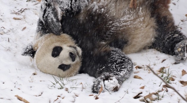 Bao Bao’s First Snow Day