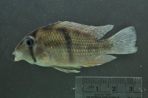 Guianacara cuyunii, a fish from Guyana Guianacara cuyunii, a fish from Guyana