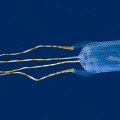 Box Jellyfish