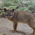 Image left: An island fox (Photo by Rene Vellanoweth, Cal State University Los Angeles)
