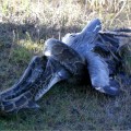 a snake curled around a blue heron begins to swallow it