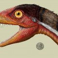 This rendering of Daemonosaurus chauliodus by Jeffrey Martzshows its size relative to an American quarter. The species name chauliodus is derived from the Greek word for “buck-toothed” and refers to the species’ big slanted front teeth.
