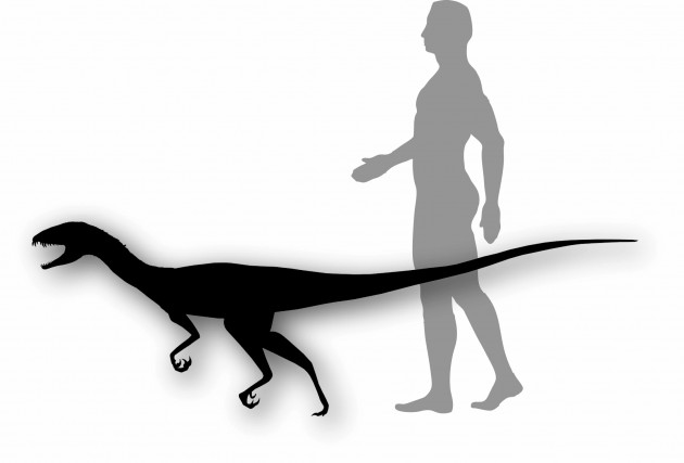 Daemonosaurus chauliodus, the new species of dinosaur discovered at Ghost Ranch, N.M. is estimated to have been similar in size to a tall dog. Daemonosaurus chauliodus, the new species of dinosaur discovered at Ghost Ranch, N.M. is estimated to have been similar in size to a tall dog.