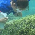 An American University graduate student contributing to Kim’s research examines coral off the coast of Guam.