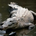 Image right: American crocodile, found in Cuba, Jamaica, Hispaniola and from Mexico to South America as far as Peru and Venezuela. In the United States it is found in Florida. (Photo by Tomás Castelazo)