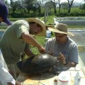 Image right: Basilio Sanchez Luna (left) and Sam Rivera of the Atlanta Zoo take a tissue sample from a river turtle at "La Florida" turtle farm in Veracruz, Mexico. (All photos courtesy Gracia González-Porter)