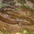 Image right: A wild hellbender captured and released during a recent survey in southwest Virginia. Click photo to enlarge.  (Photos by J.D. Kleopfer, Virginia Department of Game and Inland Fisheries).