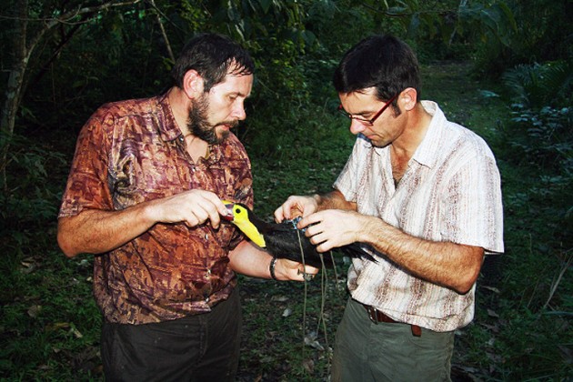 Image right: Researchers Reinhard Vohwinkel, left, and Martin Wikelski attach a high-tech backpack to a wild toucan. The backpacks are designed to fall off the birds after ten days. (Photo courtesy Roland Kays)