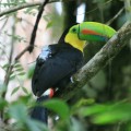Image left: A wild toucan in the rainforest at Gamboa, wearing a backpack containing a GPS transmitter and accelerometer. (Photo courtesy Roland Kays)