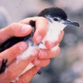 Bryans shearwater-1