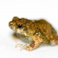 Tungara_frog_(Physalaemus_pustulosus)