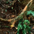 rainforest-floor-litter