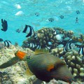 689px-Orange-lined_Triggerfish3