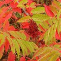 sumac2