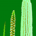 Wild forms of Zea mays are called 'Teosinte'. Image description: Over time, selective breeding modifies teosinte's few fruitcases (left) into modern corn's rows of exposed kernels (right). (Photo courtesy of John Doebley.).