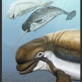 An artist’s conception of Bohaskaia monodontoides, foreground. Behind and above are a beluga and narwhal. (Artwork by Carl Buell)