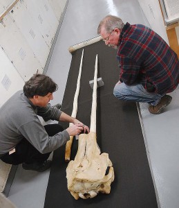 A rare double-tusked narwhal in the collection of the National Museum of Natural History is examined by Martin Nweeia, left, and Charles Potter, collections manager, Smithsonian Marine Mammal Program.