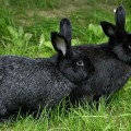 Domestic Rabbit Silver Fox