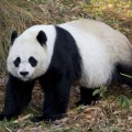 Mei Xiang, a giant panda at the Smithsonian's National Zoo in Washington, D.C.