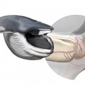 A new sensory organ, found within the chin of rorqual whales, is responsible for coordinating the biomechanics of their extreme lunge-feeding strategy. Left, a fin whale after lunging; right, anatomy of the new sensory organ. Art by Carl Buell, arranged by Nicholas D. Pyenson / Smithsonian Institution.