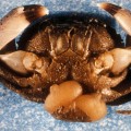 Mud crab with parasite