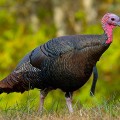 Eastern wild turkey