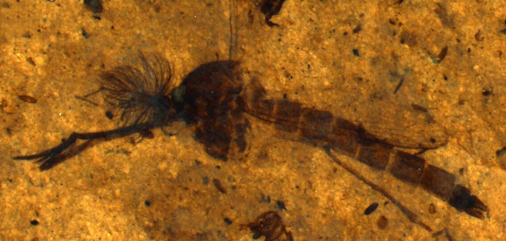 Culiseta kishenehn, male