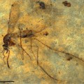 Culiseta lemniscata, female, mosquito from the Eocene