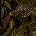 Image above: The western long-beaked echidna, one of the world's five egg-laying species of mammal, was thought to be extinct in Australia. However scientists have found evidence that it may still roam the country's north-western region.