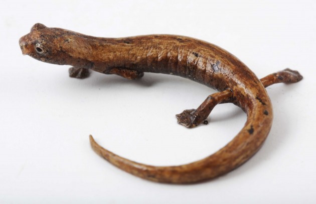 upper_Amazon_salamander_Ron