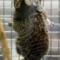 Obese marmoset