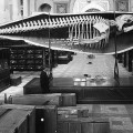 Joseph Palmer’s half-cast and skeleton of a humpback whale, shortly after it was installed in the National Museum (now the Arts and Industries building), 1885. Image from Smithsonian Institution Archives