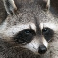 Raccoon_(Procyon_lotor)_2