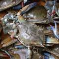 blue-crab-777768