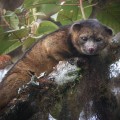 1 photo of Olinguito