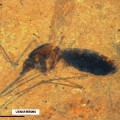 This image is a microscope photograph of a piece of shale from the Kishenehn Formation in northwestern Montana containing the fossil of a blood-engorged mosquito. Scientists from the Smithsonian and the Natural History Museum in London have discovered biomolecules from the blood in the mosquito's abdomen that have been preserved for 46 million years. (Photo by Tim Rose)