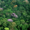 Tropical forest canopy (Photo by Christian Ziegler)